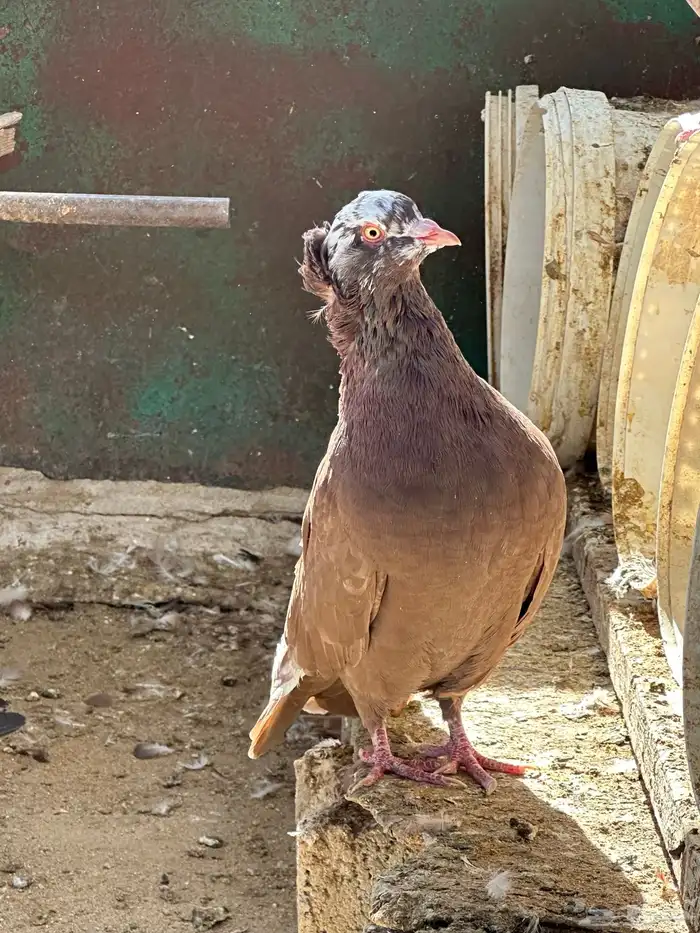 حمام مصري مالطي 63