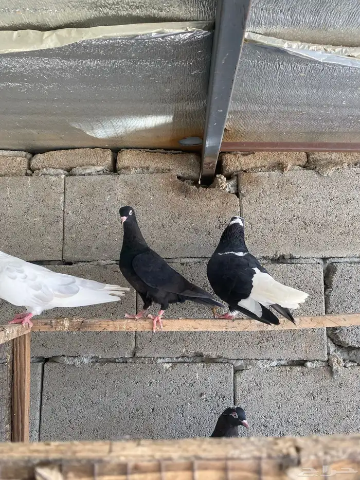 حمام قطيفي 5