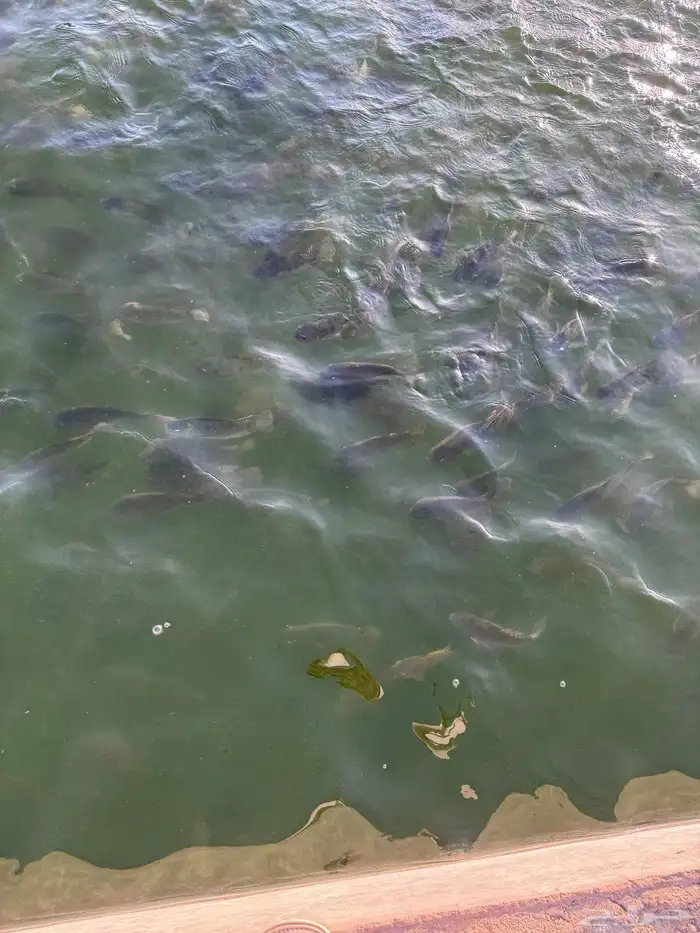 سمك بلطي للبيع نظيف شرط 2