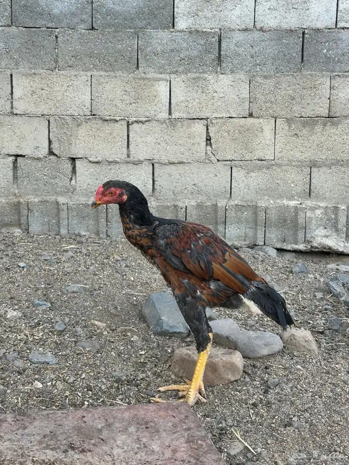 3 ديوك سندي 5