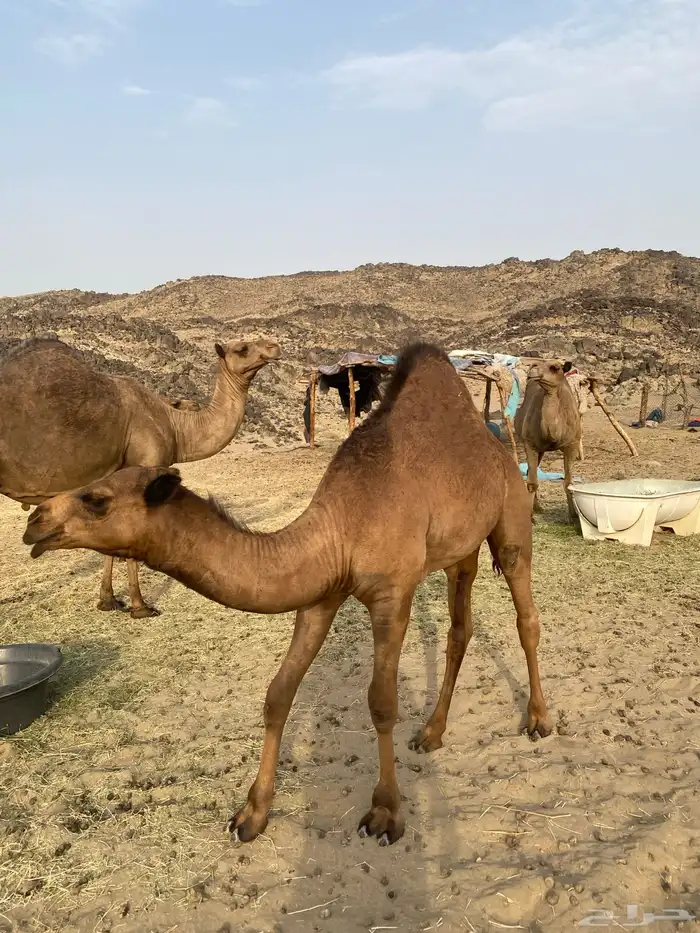 قعود مشروع فحل العمر 9شهور يوجد له مقاطع 1