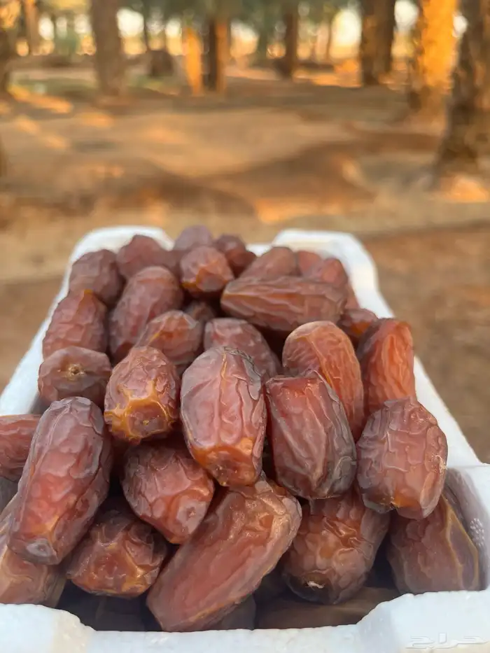تمر برني العلا فاخر نفس الصوره 2