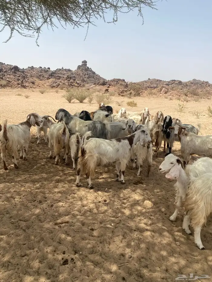 غنم للبيع 5