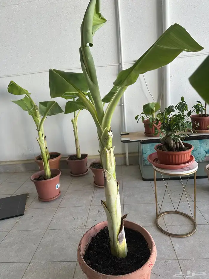 شتلات موز للبيع 1