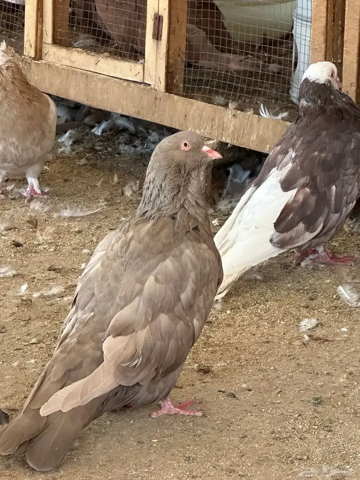 حمام مصري مالطي 22