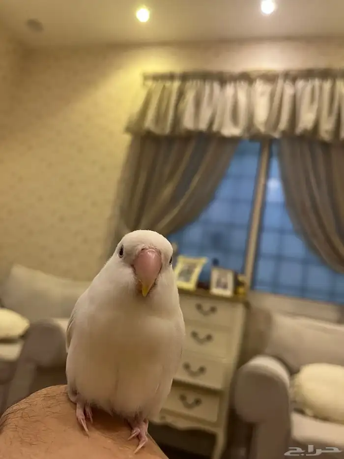 للبيع انثى روز 1