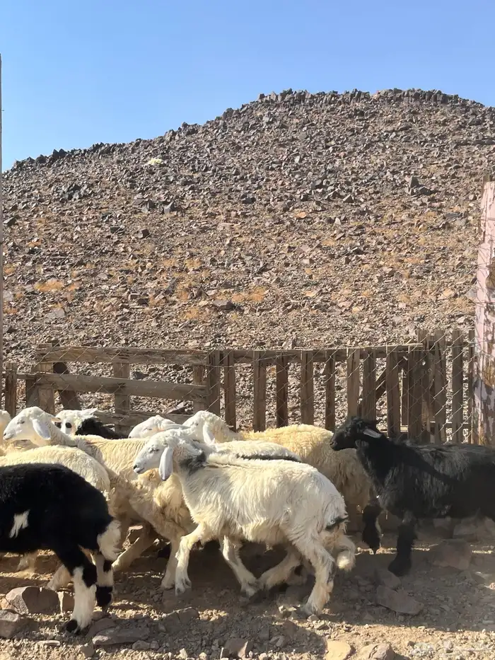 طليان 1