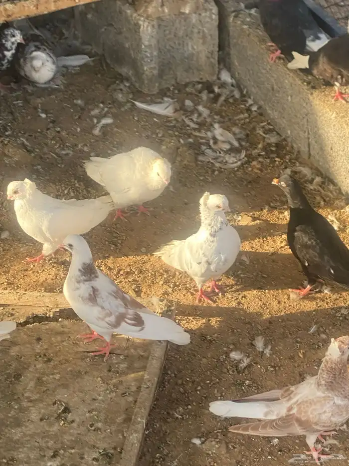 قطايف. صفر. وحمر وقنادي وسود 2