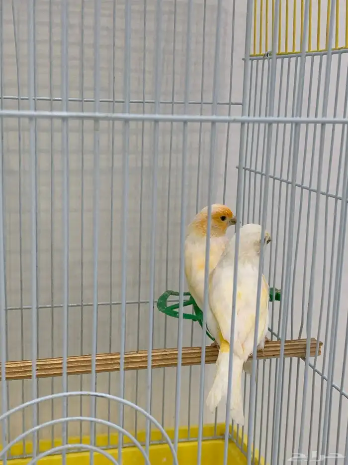 جوز كناري 0