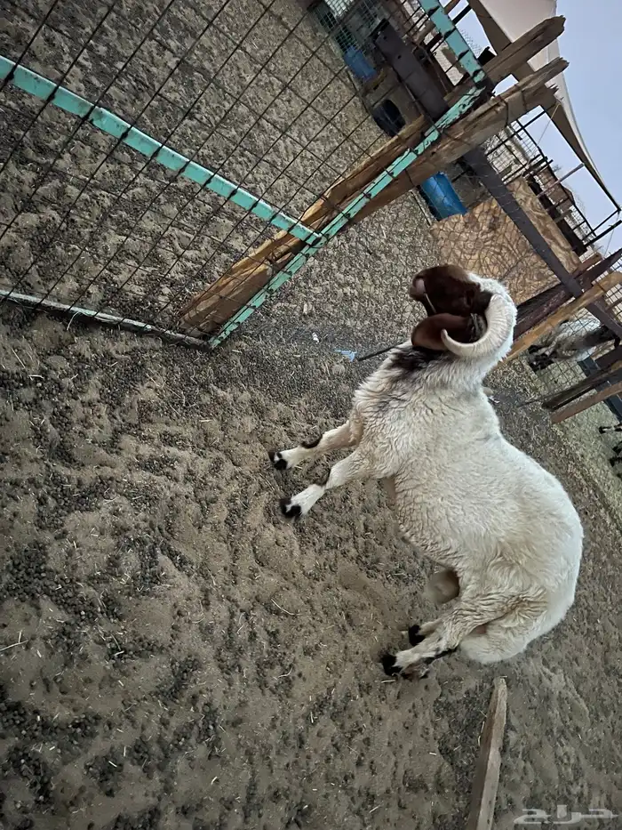 خروف ثني تممم البيع 1