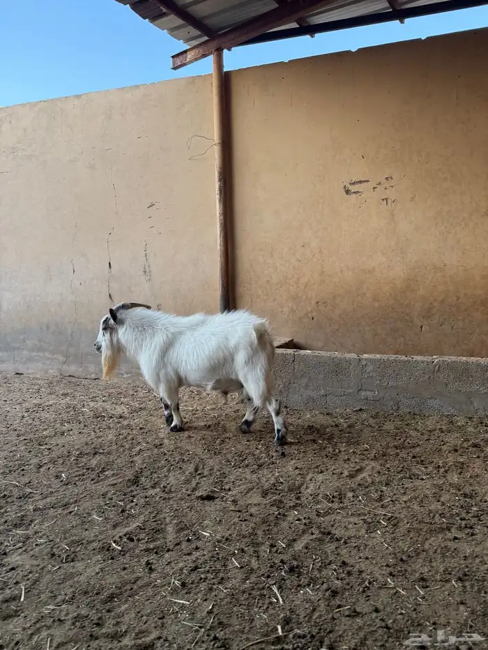 للبيع تييس قزمي 7