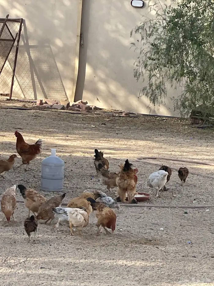 دجاج جمله للبيع وتفريد 1