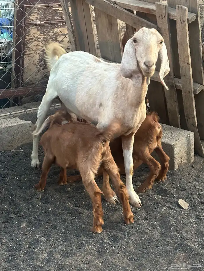 عنز متاومه 0