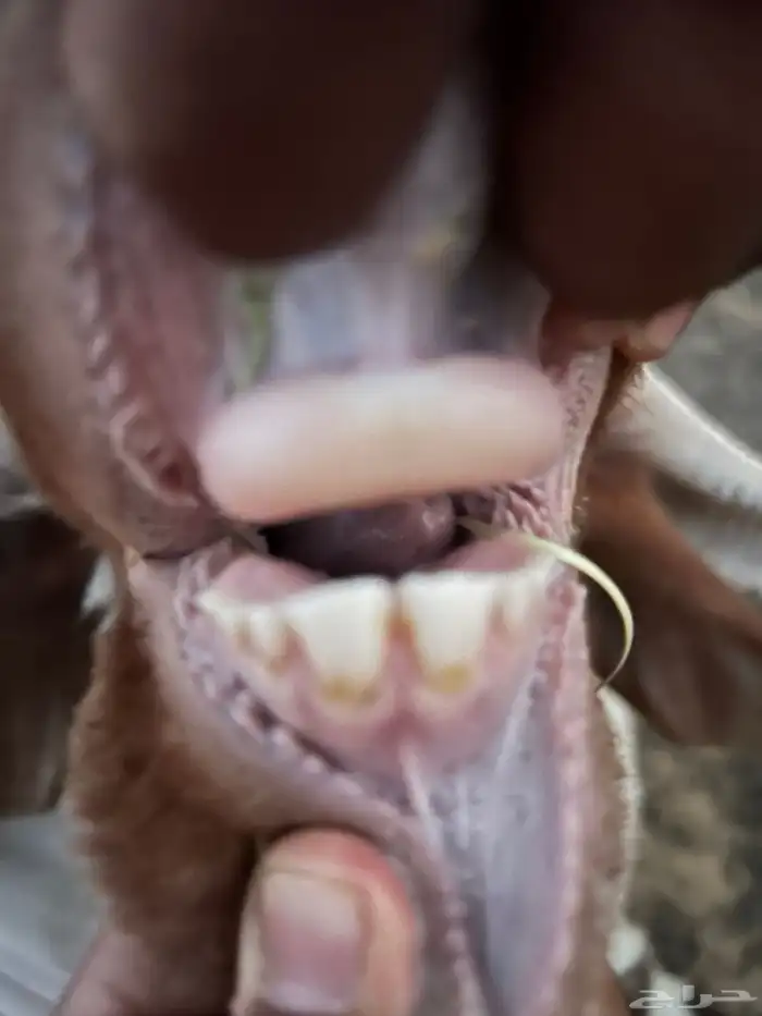 خروف ثني تممم البيع 0