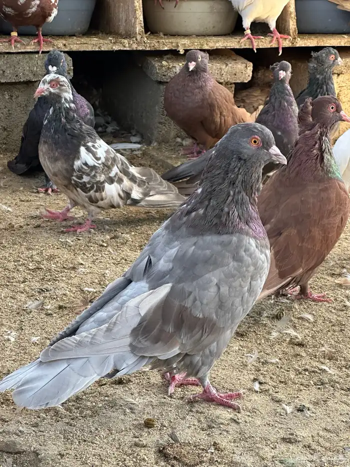 حمام مصري مالطي 68