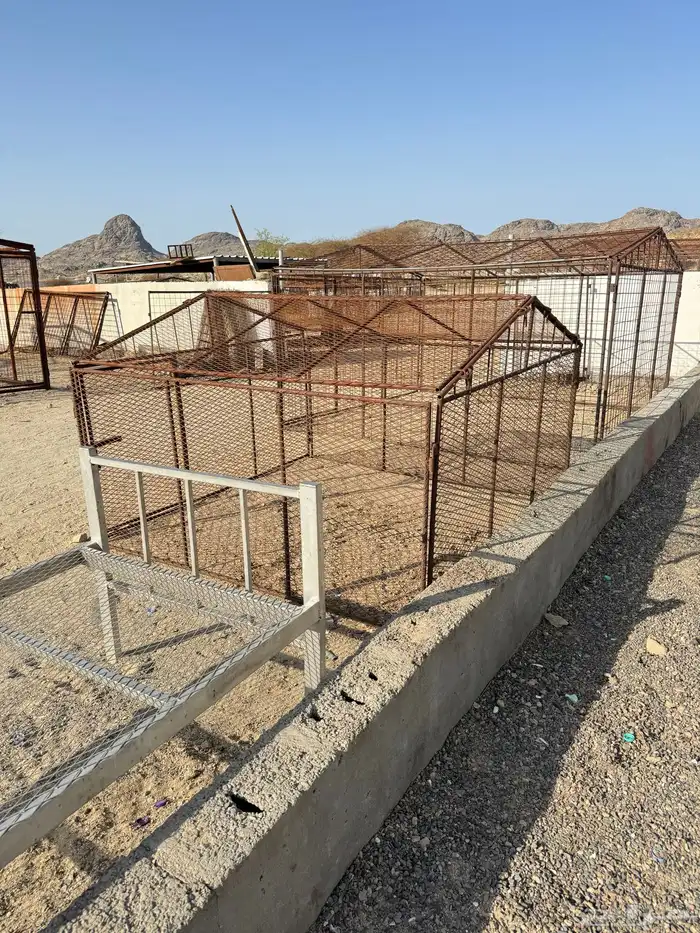 شبوك ابل و أغنام 2