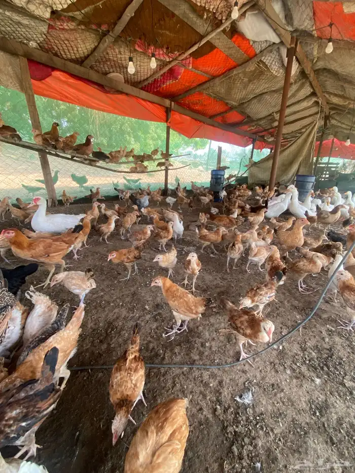 السلام عليكم ورحمة الله وبركاته اعرض لكم فروخ عمر شهر 20يوم 9