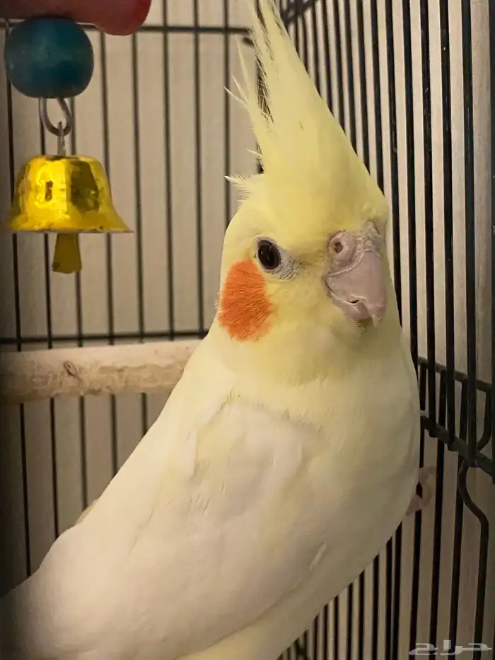 زوج طيور كروان لم يسبق لهم الانتاج 4