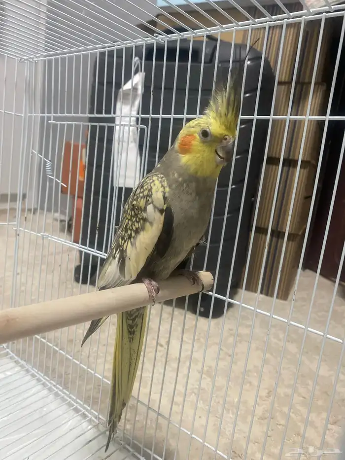 كروان حبشي فيه جرح 1