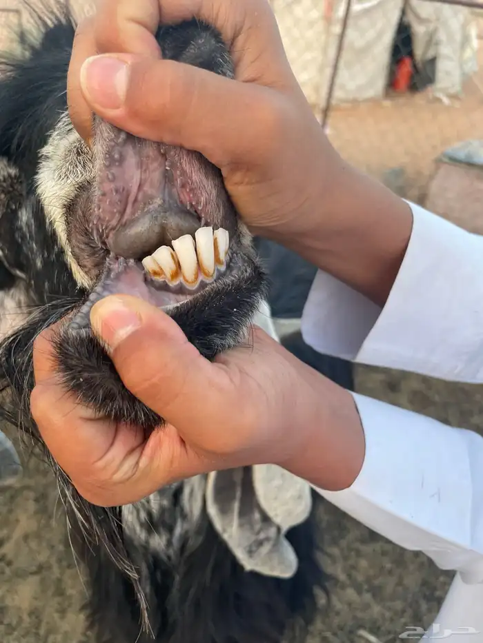 تيس عارضي شرط القريع وله انتاج طيب 1