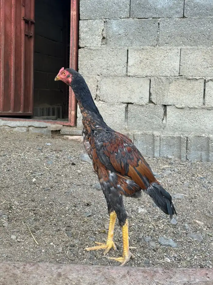 3 ديوك سندي 0