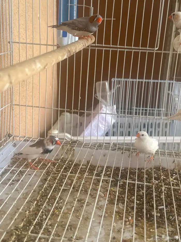 طيور الزيبرا هولندي 0