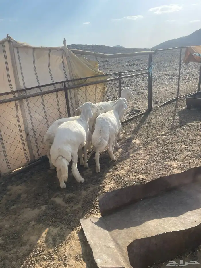 طليان 3