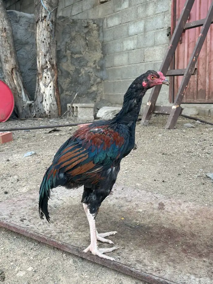 3 ديوك سندي 3