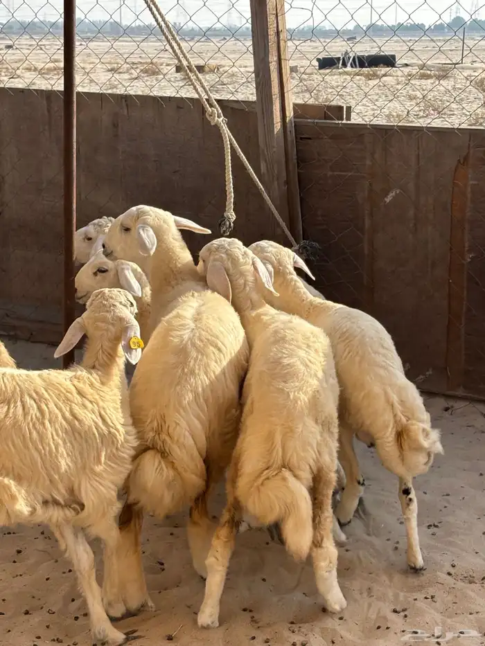 ذبايح تيوس ونعيم وحري 4
