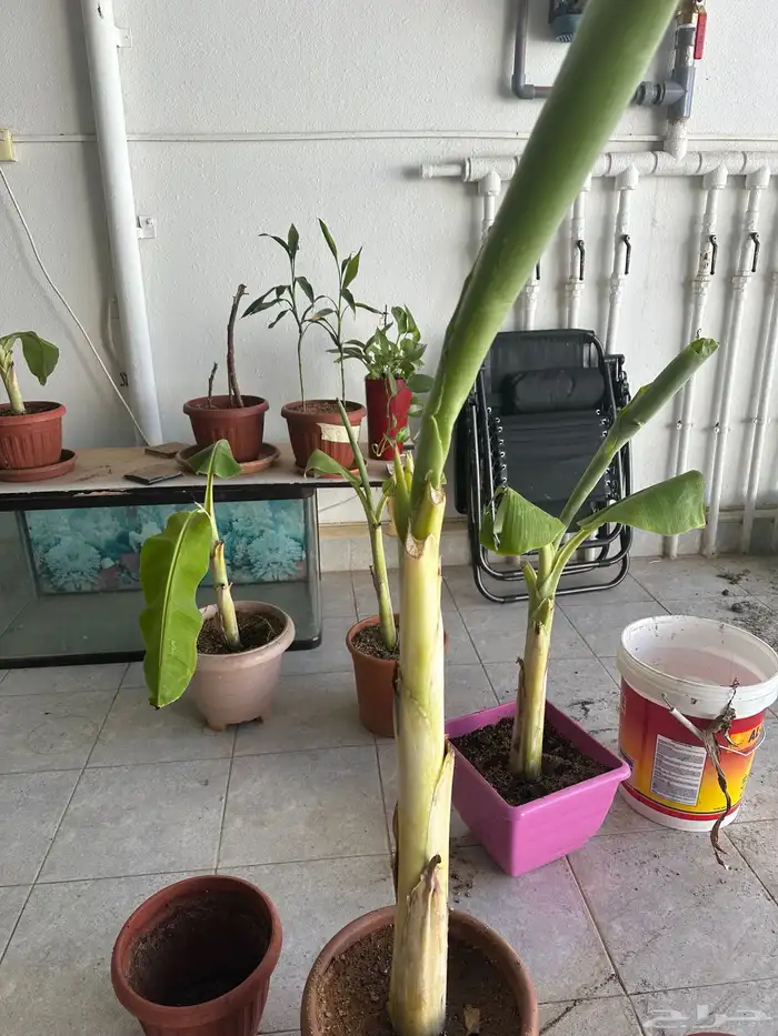 شتلات موز للبيع 3