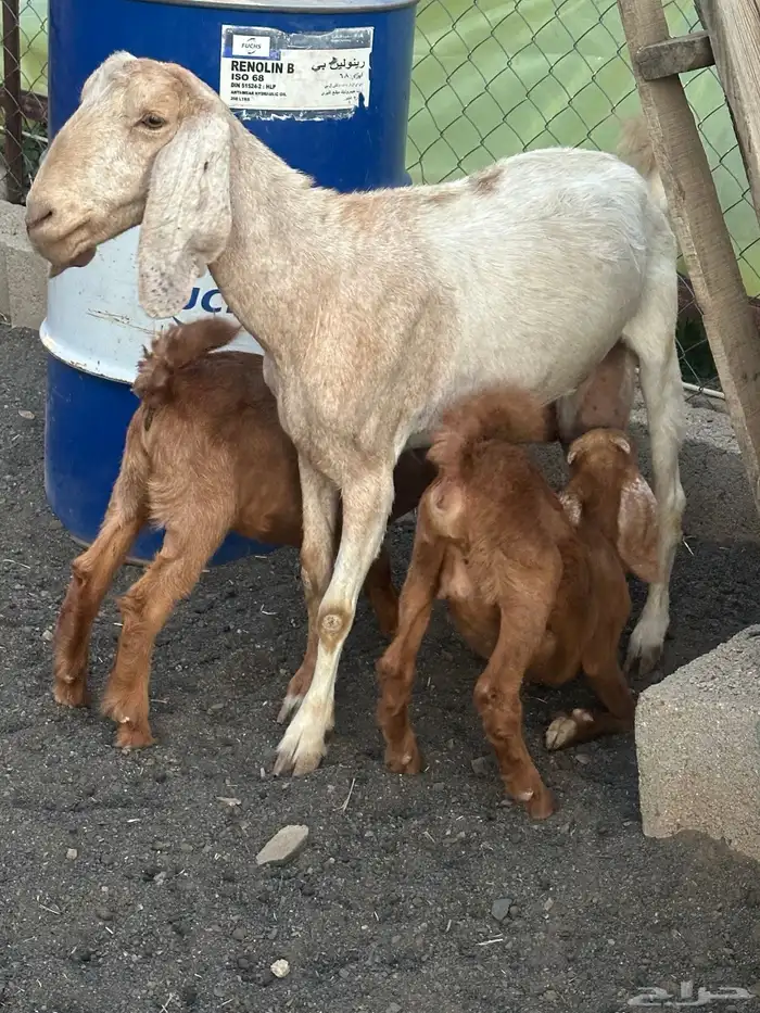 عنز متاومه 1