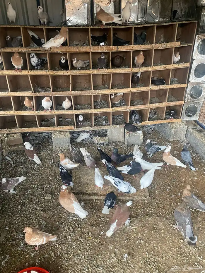 قطايف. صفر. وحمر وقنادي وسود 13