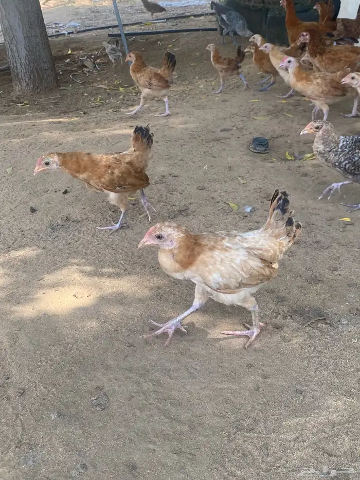 السلام عليكم ورحمة الله وبركاته اعرض لكم فروخ عمر شهر 20يوم 10