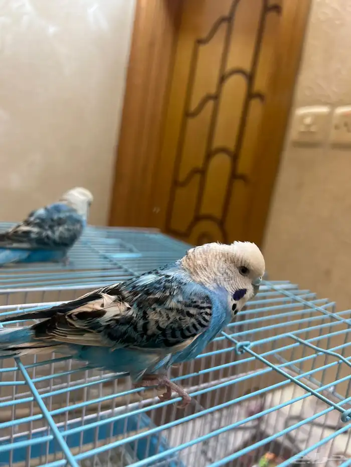 بادجي 2