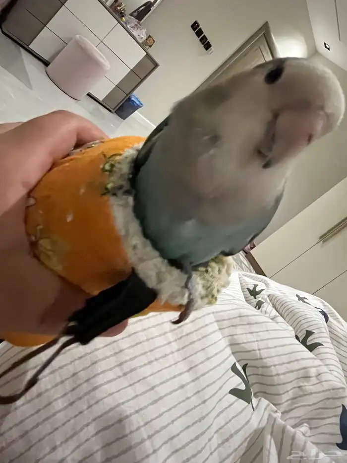 طير روز أليف وهد د ومتكلم 4