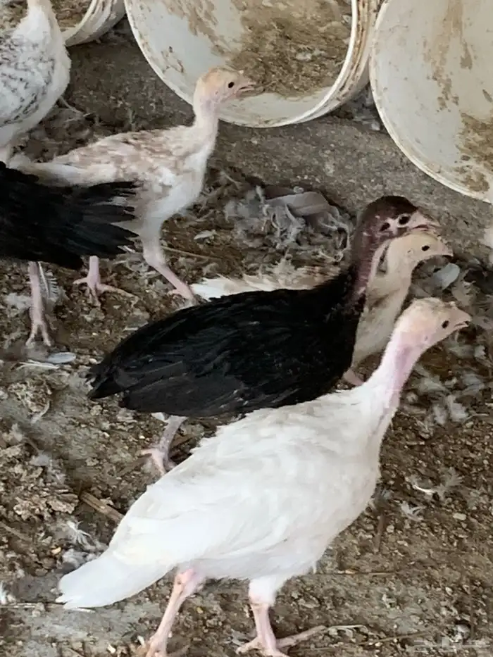 للبيع صوص بلدي 10