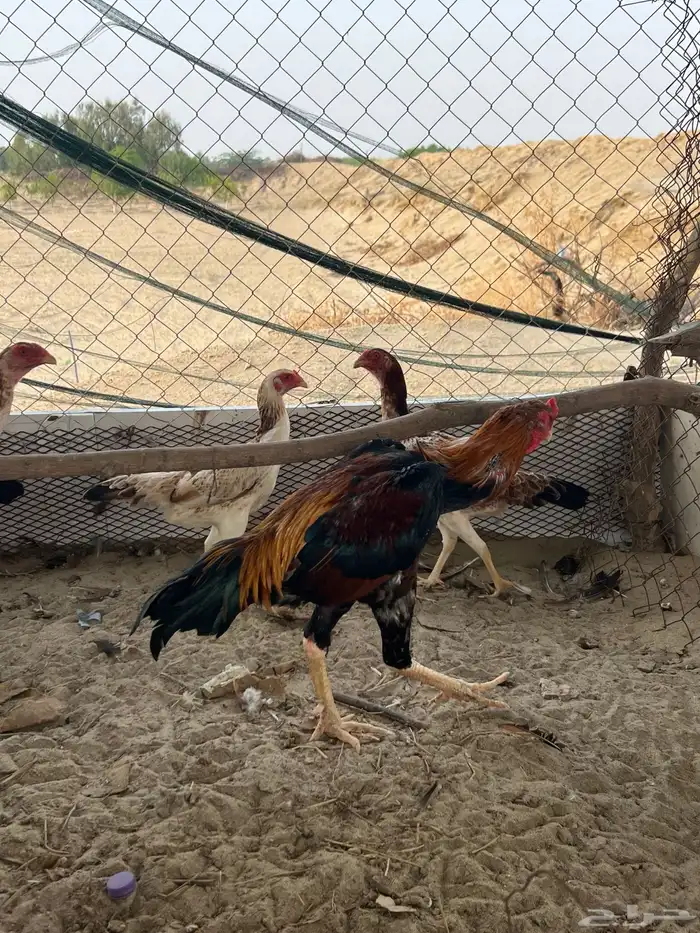 شامو (تم البيع) 4