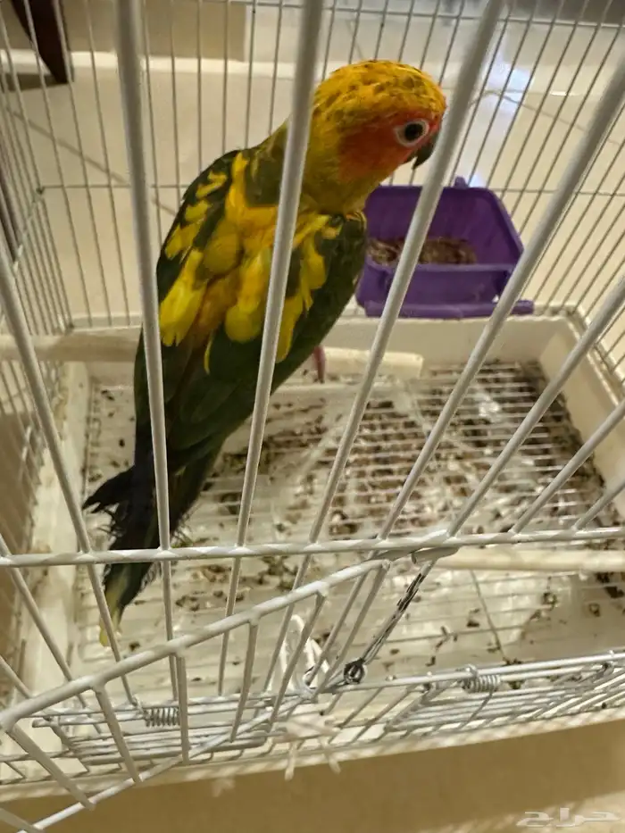 فرخ صن كنيور متكلم و هدد داخلي وخارجي ( تم البيع ) 6