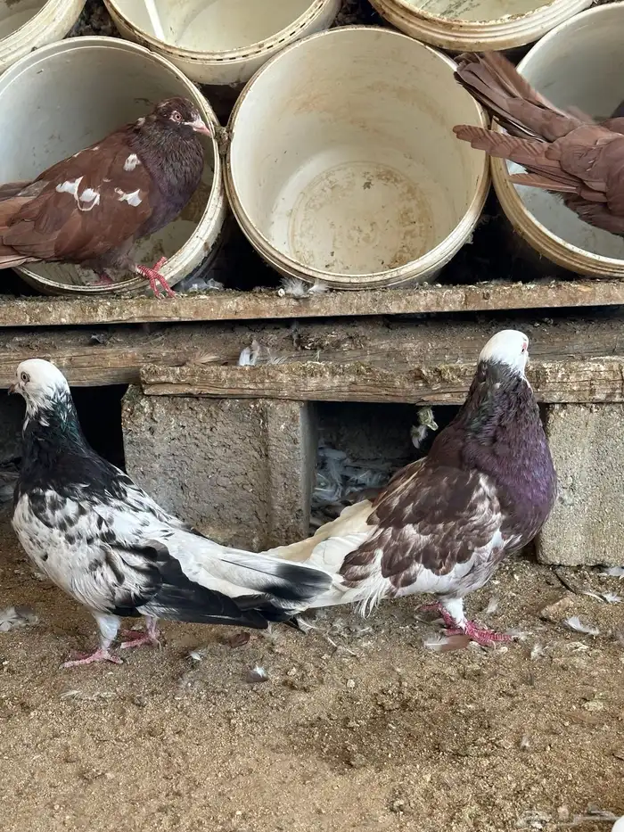 حمام مصري مالطي 38