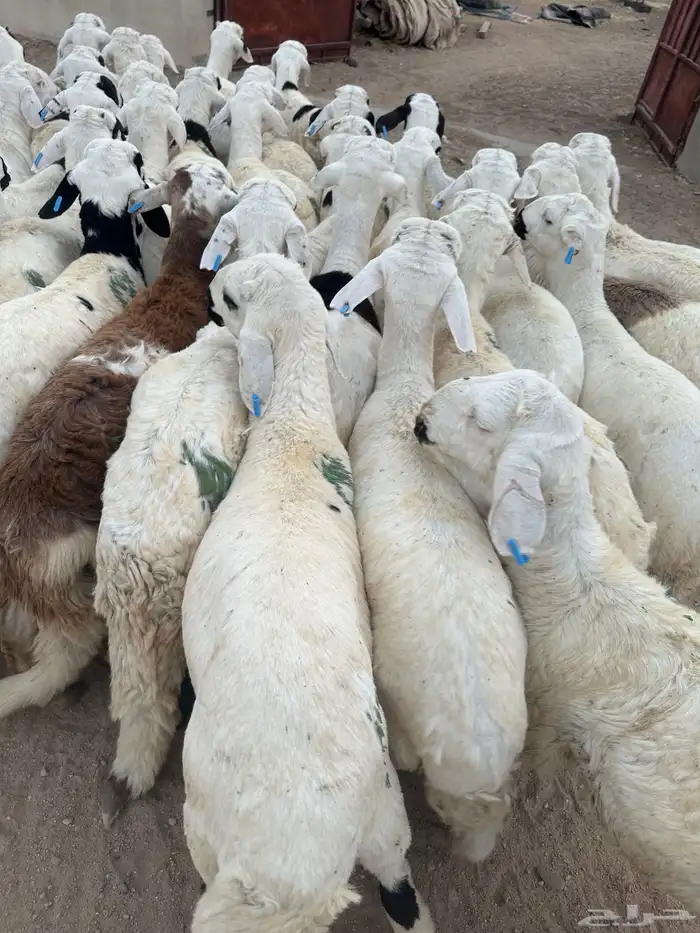 ماشالله تبارك الله ذبايح سواكني للبيع 0