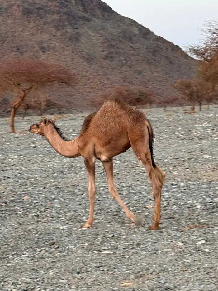بكرتين للبيع 1