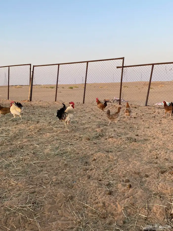 دجاج بلدي 6دجاج و3ديكه كفوو نجران 1