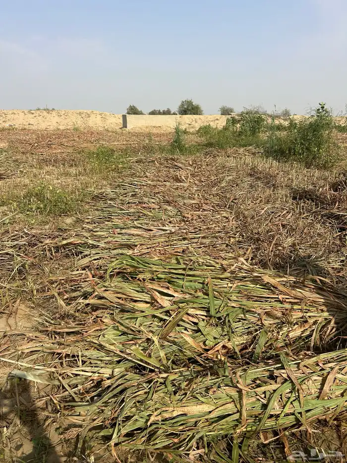 علف للبيع من ريالين الا ربع 4