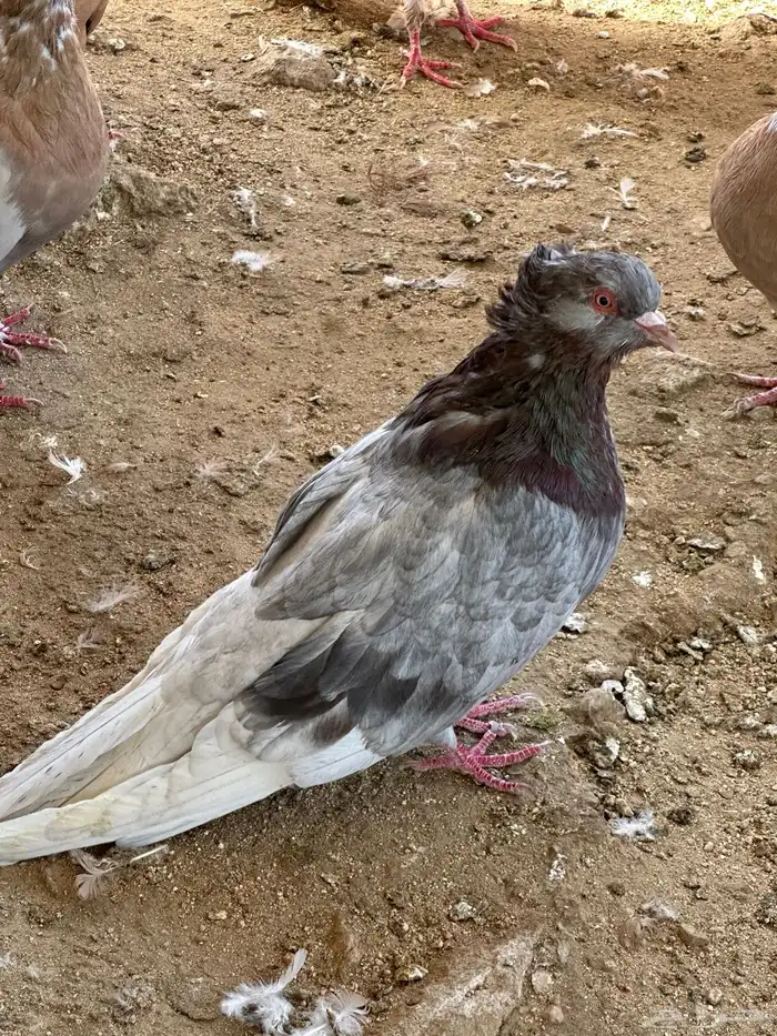 حمام مصري مالطي 49