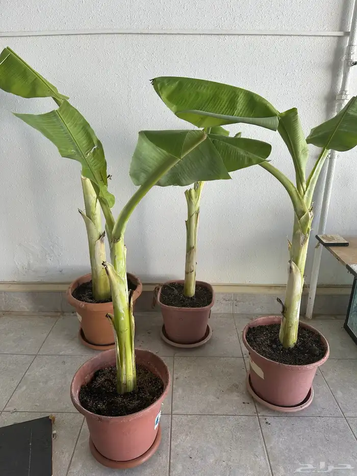 شتلات موز للبيع 0