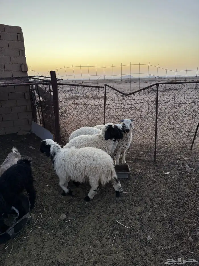 خرفان 1