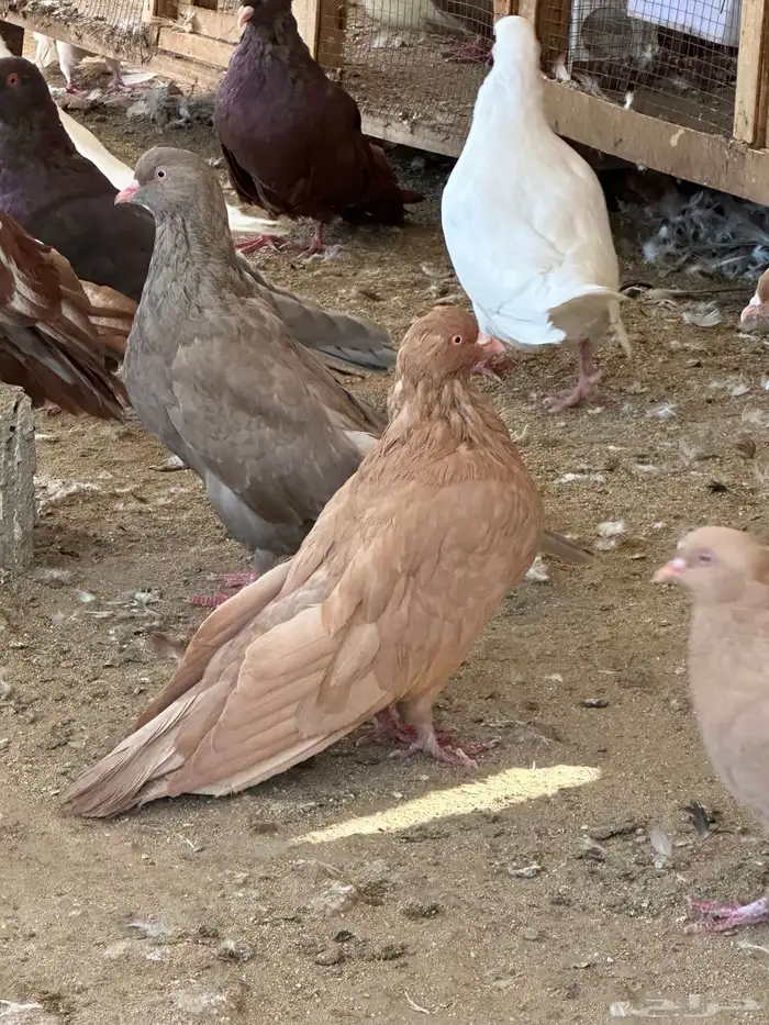 حمام مصري مالطي 19