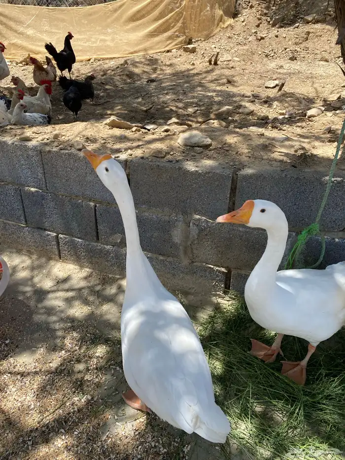 ذكرين وز بلغاري للبدل باناث 1