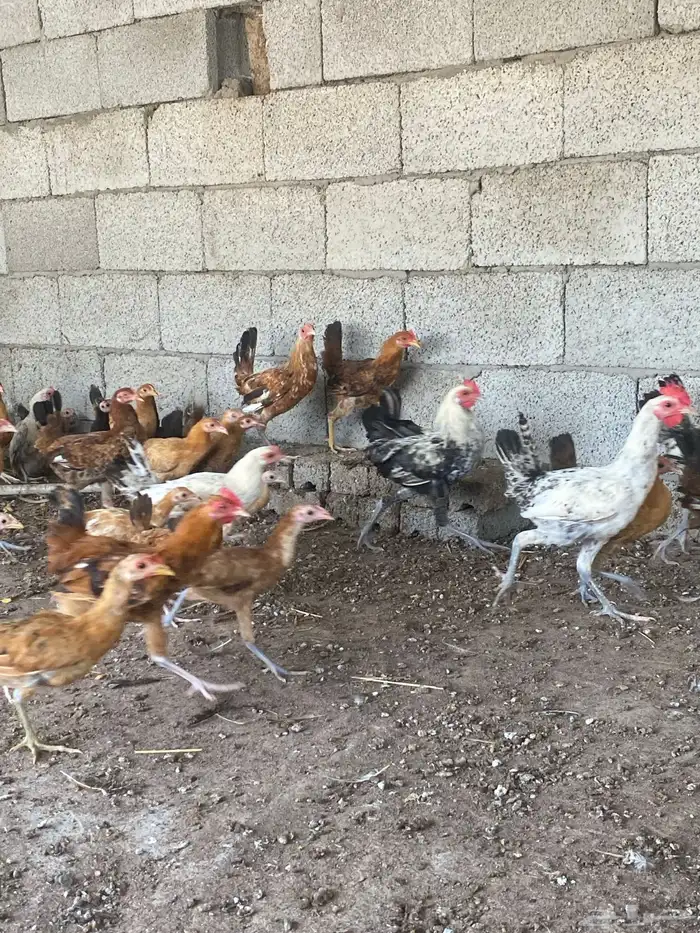 دجاج 6