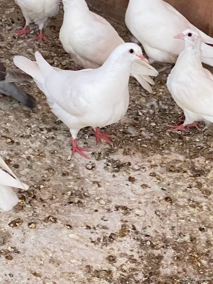 حمام فرنسي ملكي بيور سلاله طيبه 1